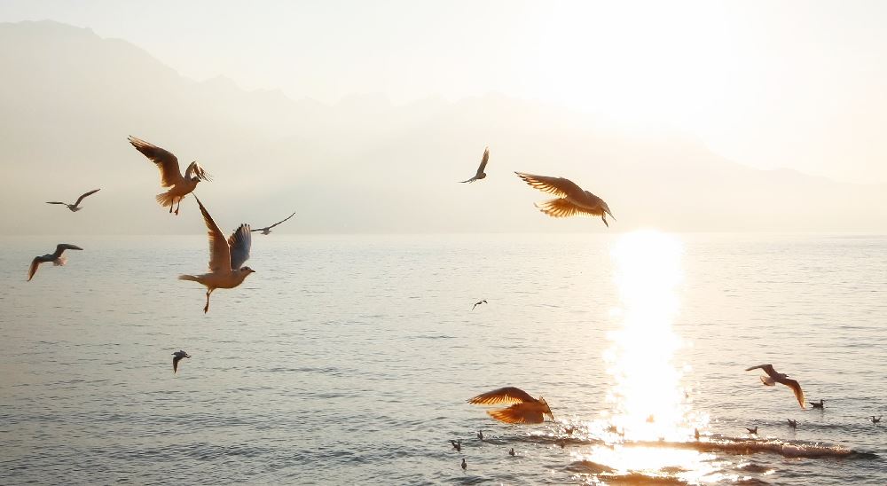 Seagulls playing at sea